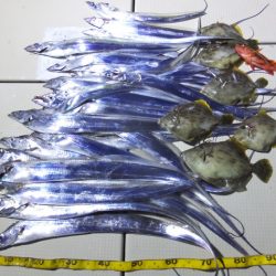 Hit Rush(ヒット ラッシュ) 釣果