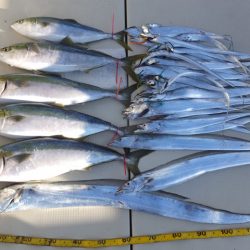 Hit Rush(ヒット ラッシュ) 釣果