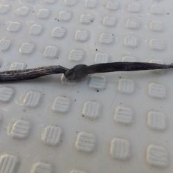 Hit Rush(ヒット ラッシュ) 釣果