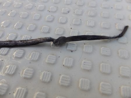 Hit Rush(ヒット ラッシュ) 釣果