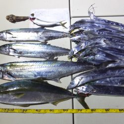 Hit Rush(ヒット ラッシュ） 釣果