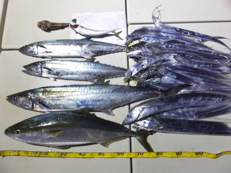 Hit Rush(ヒット ラッシュ） 釣果…