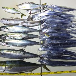 Hit Rush(ヒット ラッシュ） 釣果