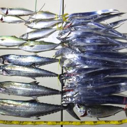 Hit Rush(ヒット ラッシュ) 釣果