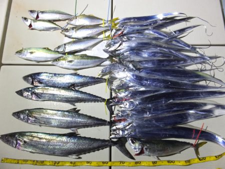 Hit Rush(ヒット ラッシュ） 釣果…