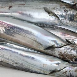 釣船 浦島太郎 釣果