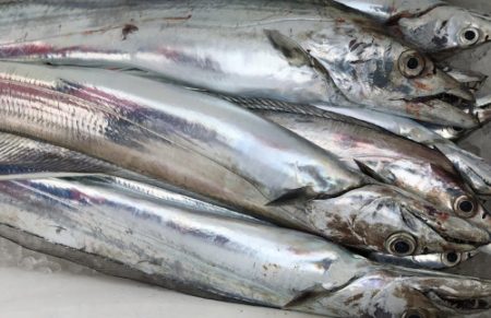 釣船 浦島太郎 釣果