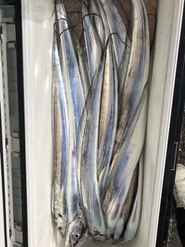 釣船 浦島太郎 釣果