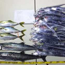 Hit Rush(ヒット ラッシュ) 釣果