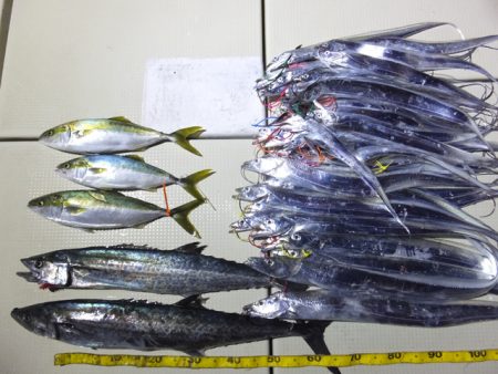 Hit Rush(ヒット ラッシュ） 釣果…