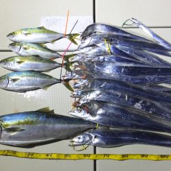 Hit Rush(ヒット ラッシュ) 釣果