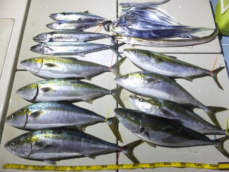 Hit Rush(ヒット ラッシュ) 釣果