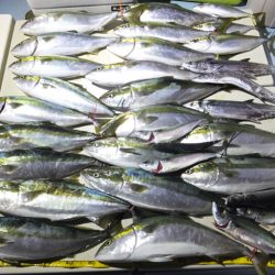 Hit Rush(ヒット ラッシュ) 釣果