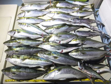 Hit Rush(ヒット ラッシュ） 釣果…