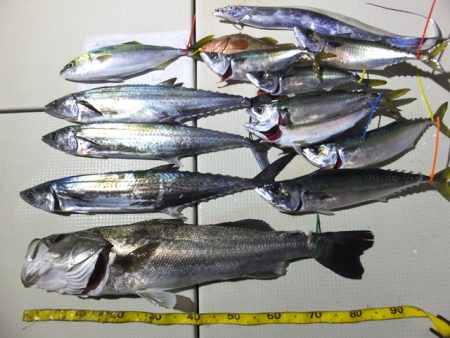 Hit Rush(ヒット ラッシュ） 釣果…