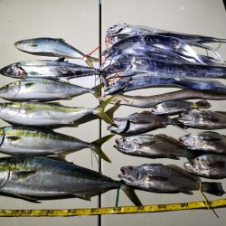 Hit Rush(ヒット ラッシュ) 釣果