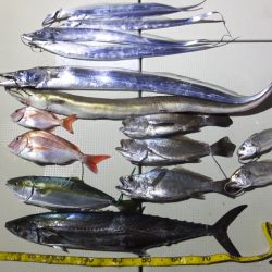 Hit Rush(ヒット ラッシュ） 釣果