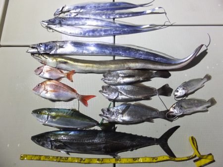 Hit Rush(ヒット ラッシュ） 釣果