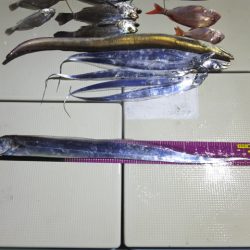 Hit Rush(ヒット ラッシュ） 釣果