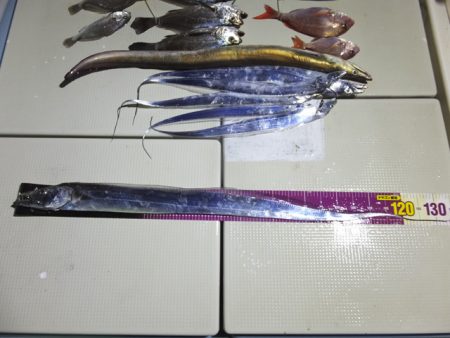 Hit Rush(ヒット ラッシュ） 釣果