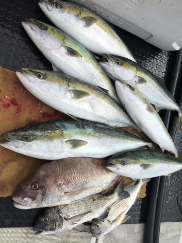 釣船 浦島太郎 釣果