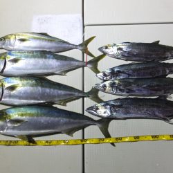 Hit Rush(ヒット ラッシュ) 釣果