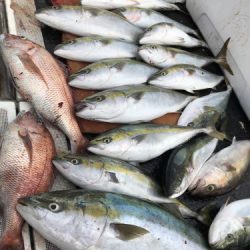 釣船 浦島太郎 釣果