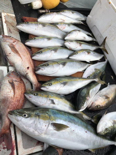 釣船 浦島太郎 釣果