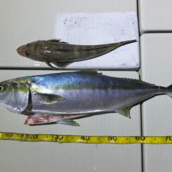 Hit Rush(ヒット ラッシュ) 釣果