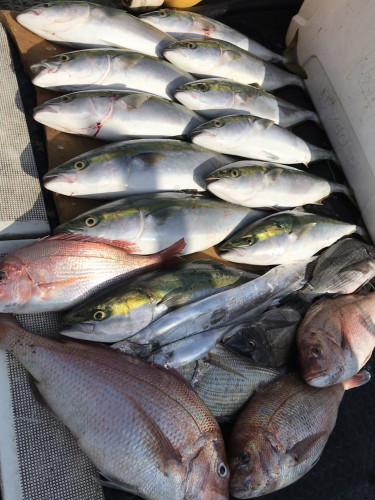 釣船 浦島太郎 釣果