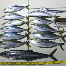 Hit Rush(ヒット ラッシュ) 釣果