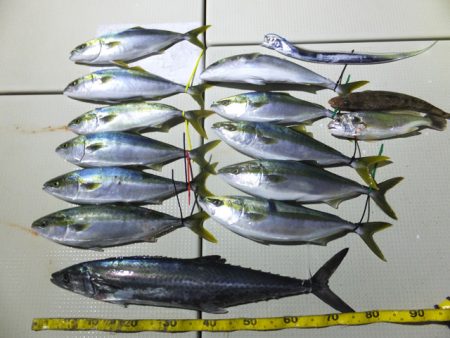 Hit Rush(ヒット ラッシュ） 釣果…