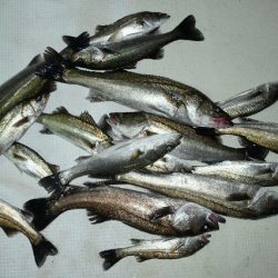 TOPGUN名古屋 釣果