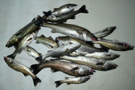 TOPGUN名古屋 釣果