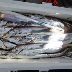 遊漁船 セトマリン 釣果