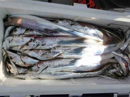 遊漁船 セトマリン 釣果