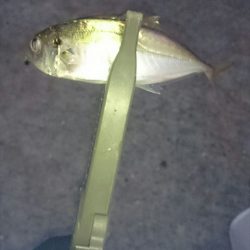 タチウオのつもりが・・・