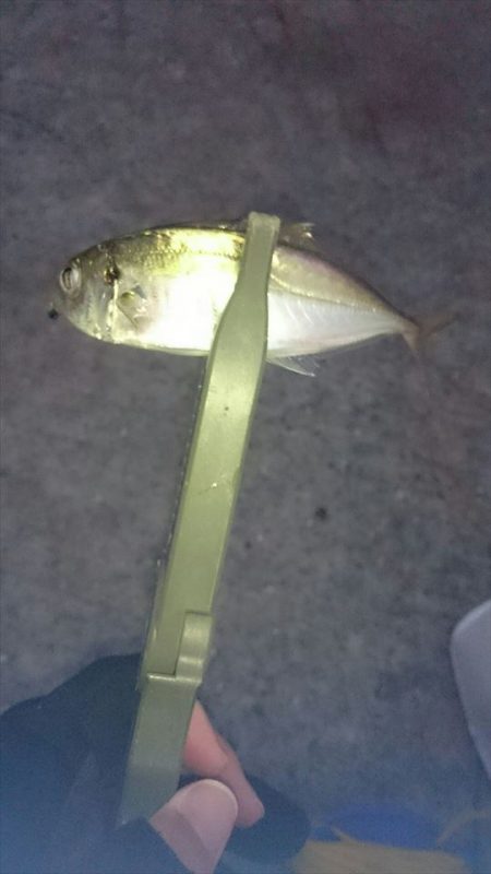 タチウオのつもりが・・・