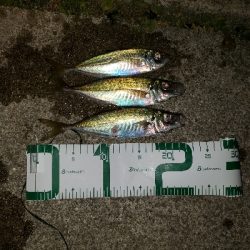 アジング夜の部