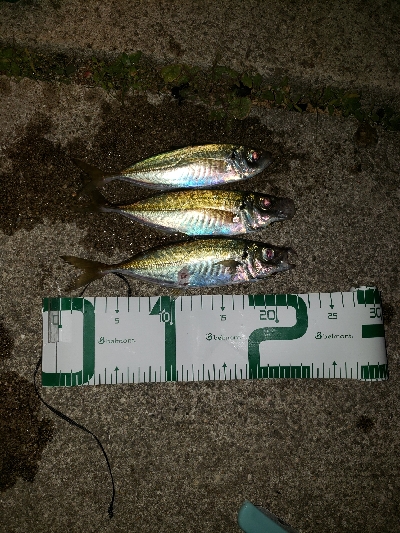 アジング夜の部