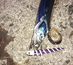 令和初の刀狩り行ってみた！