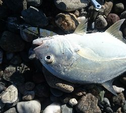 仁淀川河口サーフ、ライトショアジギング