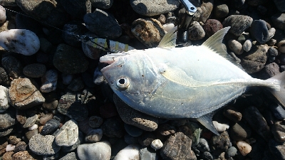 仁淀川河口サーフ、ライトショアジギング