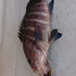 ボートエギング！