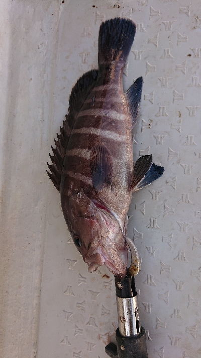 ボートエギング！