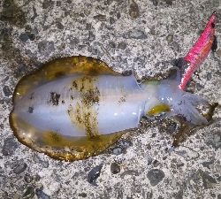 新子しか釣れない