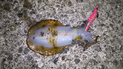 新子しか釣れない