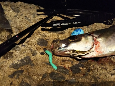 狙いにハマった釣り