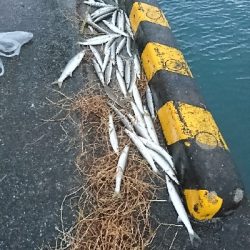 カマス入れ食い