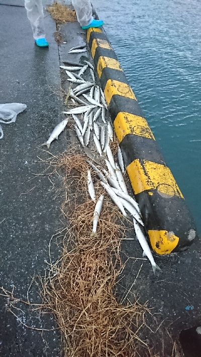 カマス入れ食い